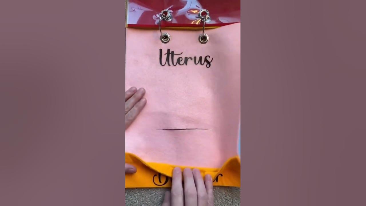C section layers (7 layers) #childbirtheducation #pregnancyjourney #
