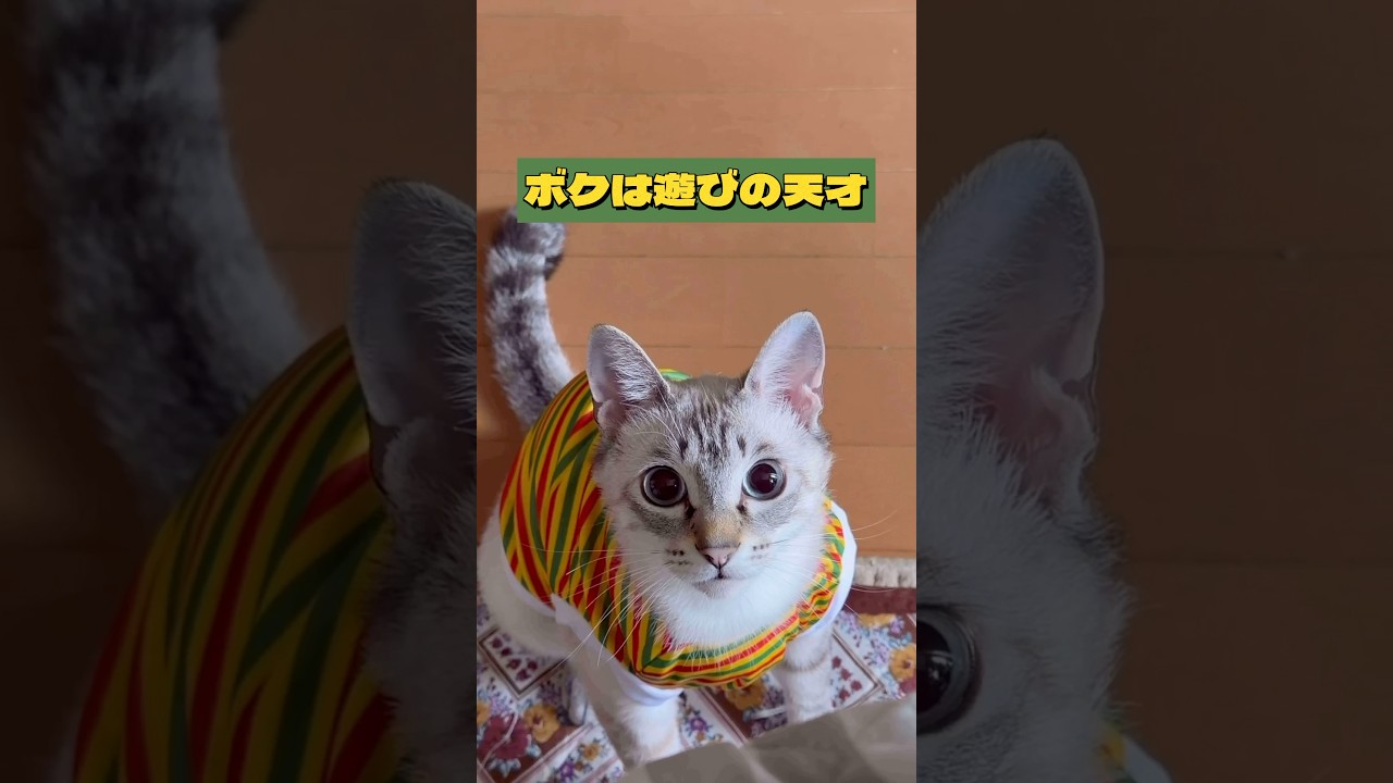 ボクは遊びの天才にゃ〜Cats are geniuses at playing