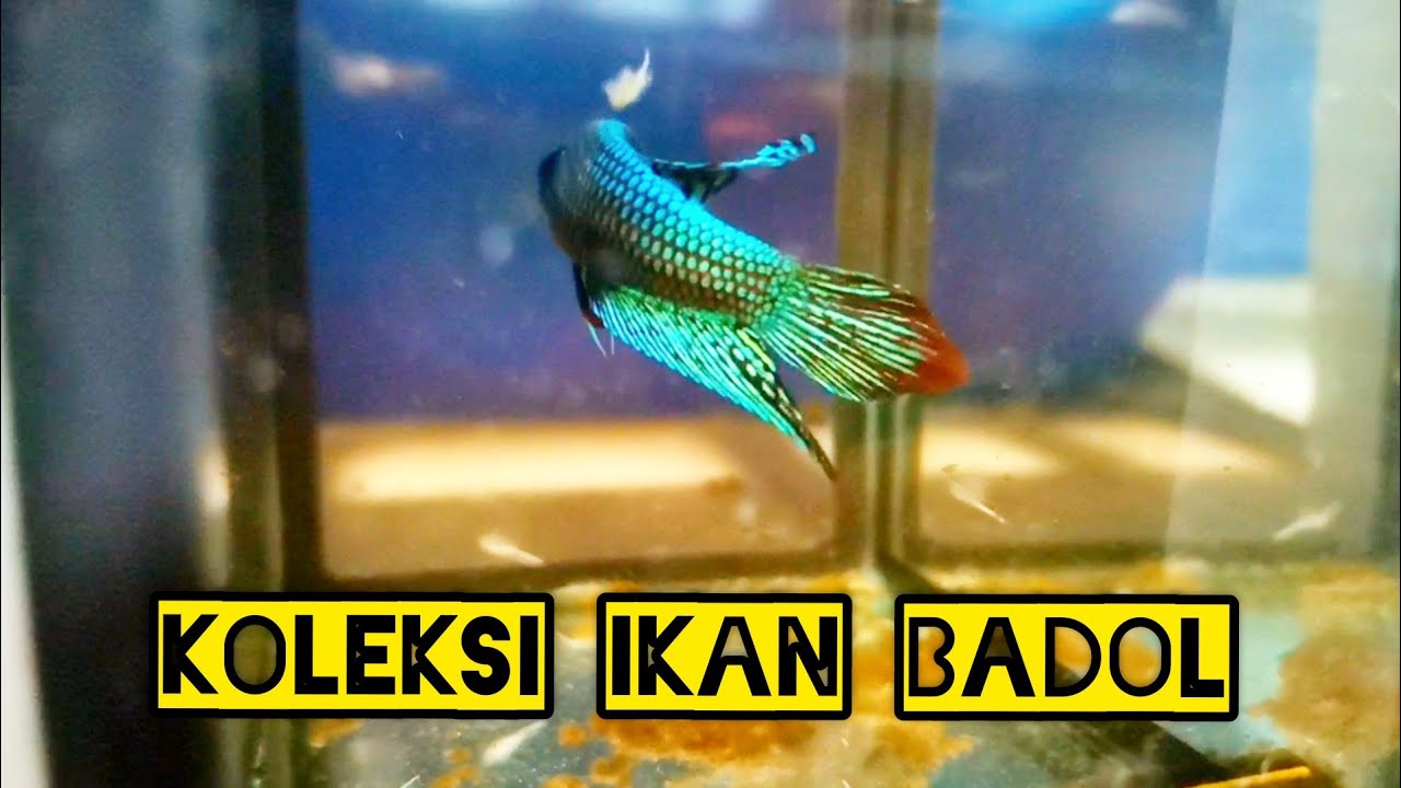 Ikan Laga Makan Sea Monky.