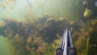 Первая подводная охота,новичок на подводной охоте, охота в траве.Арбалет CRESSI OUX, Волгоград.