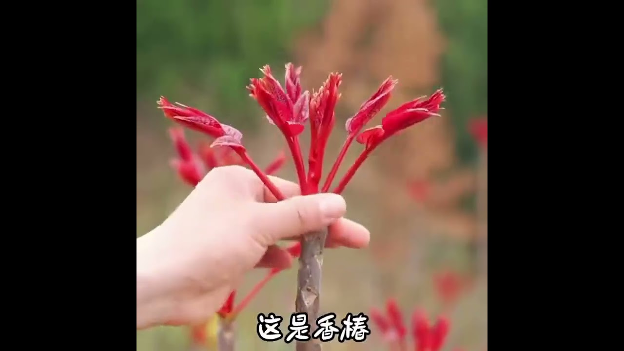 《植物探秘》这數十種植物你認識嗎？能吃嗎有毒嗎？