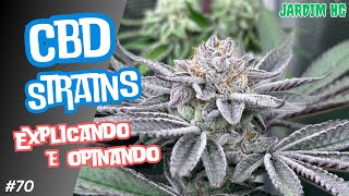 High-CBD Strains: Debunking the Myths