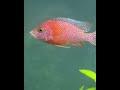 #africancichlids #aquarium #fishaquarium