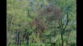 Laurel Wilt Disease Invades Pinellas County's John Chesnut Park