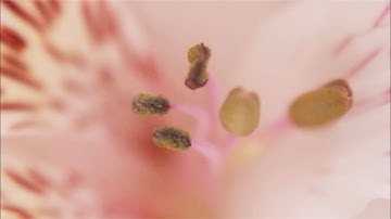 Cadica | Numbers Matter S/S 23 Collection | Eco Essence