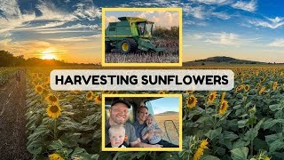 Sunflower Harvesting Process | John Deere Combine Harvester