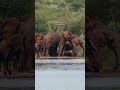 Elephant Herd Playing in Mud at Kruger Park #shorts