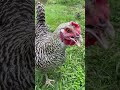 本当のニワトリの鳴き声がこちら【雌鶏】