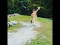 Giraffe running will make you smile