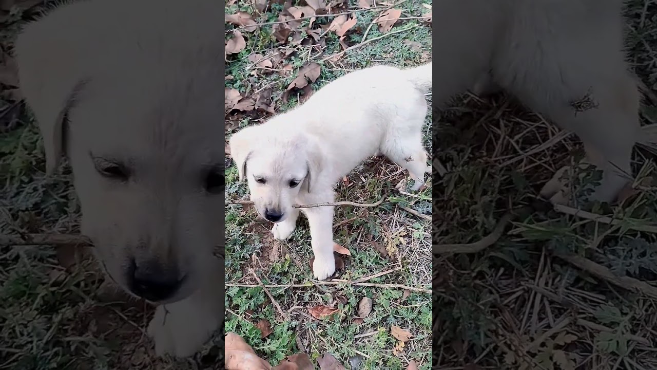 pura chhil denge 😂 ll 024