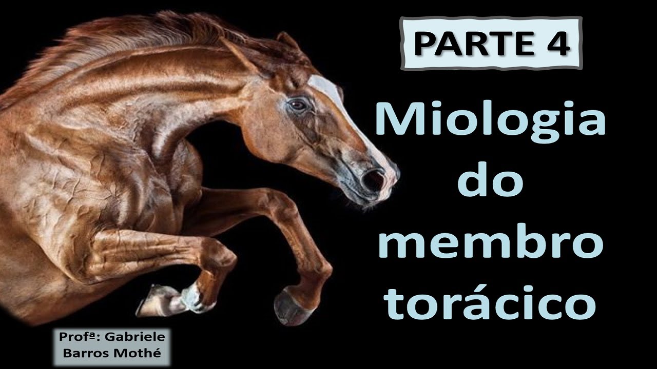 MIOLOGIA DO MEMBRO TORÁCICO - parte 4 (anatomia veterinária)