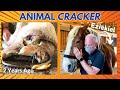 ABUSED RESCUE HORSE~ All Four "FEET" NAILED INCORRECTLY ~ Calming Chiropractic Session!