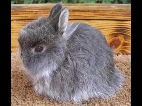 jersey wooly bunny for sale