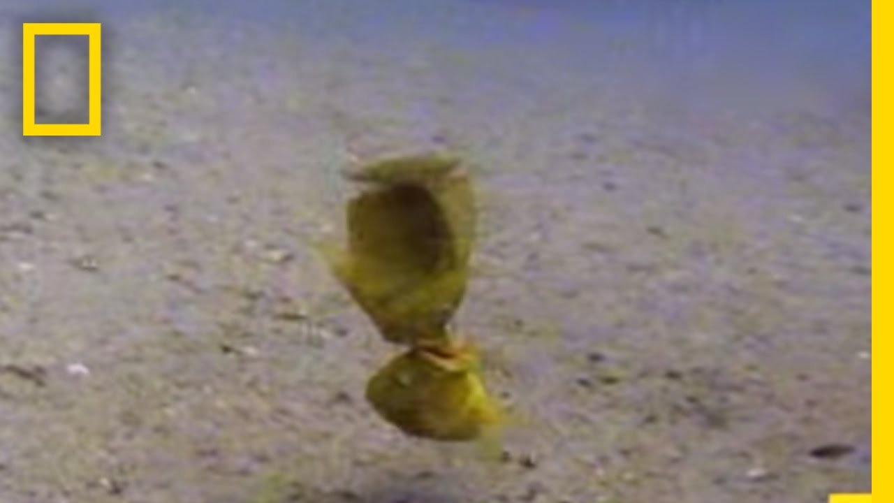 Fish Fight! | National Geographic - YouTube
