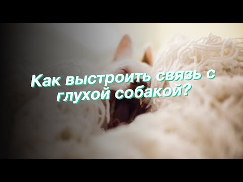 Видео: Эта маленькая девочка, которая была поймана, крадущая своего щенка в школу, наш герой