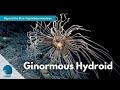 Beyond the Blue: Papahānaumokuākea - Ginormous Hydroid