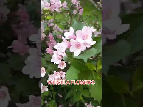 Stunning Weigela Flowers Weigela Flowers Garden Plants