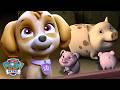 Skye Rescues a Mama Pig and Her Piglets! 🐷 | PAW Patrol | Skye and Friends