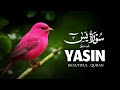 Surah Yaseen Full Heart Touching Racitaiton With Arabic Text l سورہ یاسین | Powerful Quran QM Relax