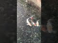 Man Made Water Fall in a Mall