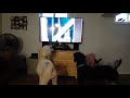 Dogs react to Pewdiepie playing the alphorn.