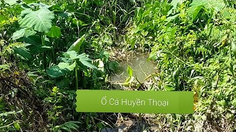 Câu cá..Ổ Cá Huyền Thoại Long Xuyên - An Giang