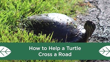 How to Help a Turtle Cross a Road