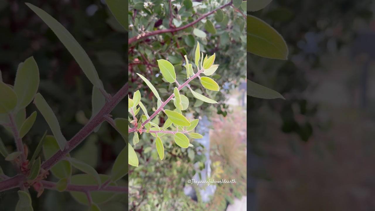 Countryside Pointleaf Manzanita Tree | Amazing Flowers in Nature 