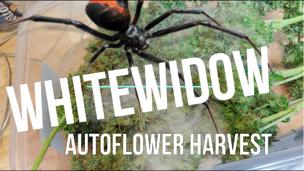 White widow harvest