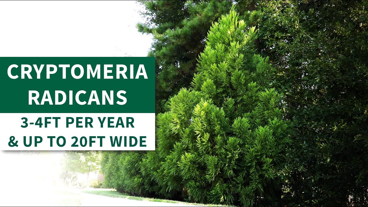 YouTube Video Banner of Cryptomeria Radicans