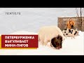 Петербуженка выгуливает мини-пигов по улицам