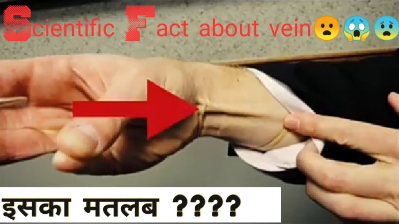 Scientific fact about vein. all you need to know YouTube