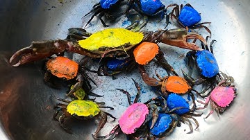 Thảo Cady đi làm giải cứu các con vật ở bãi cát, con cua, con ếch, máy xúc -Part 098