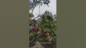 cây quất cảnh bonsai - bonsai tree trồng trong chậu độc đáo