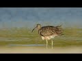 zarapito (Numenius phaeopus) humedal del Lluta, Arica.