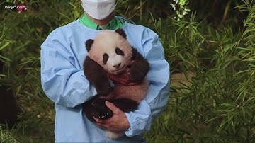 Zoo introduces first panda born in South Korea