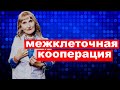 Межклеточная кооперация в иммунном ответе