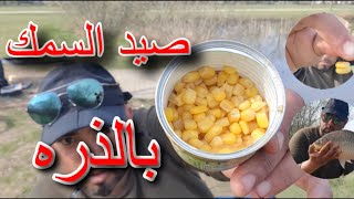 ازاى اصطاد سمك بالذره الصفراء المايز(mais)| احلى وأسهل طريقه لصيد السمك