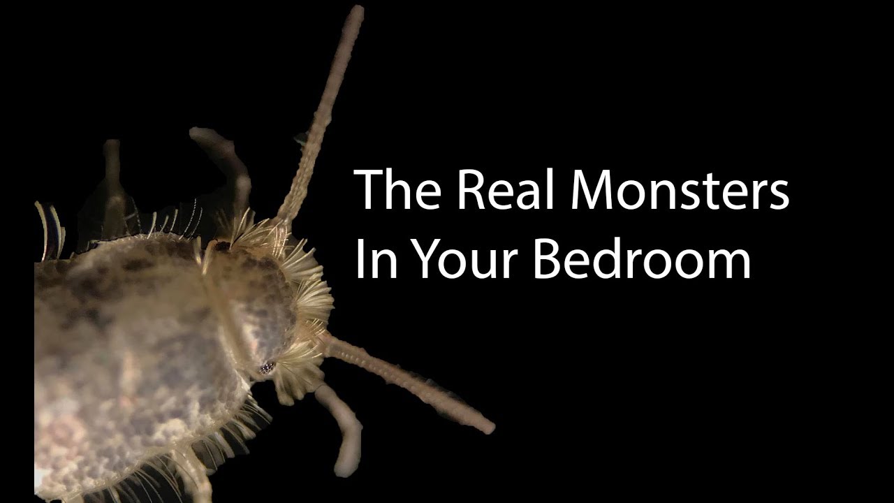 microscopic bed bugs