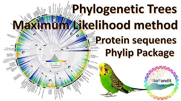 Constructing Phylogenetic Tree by Maximum Likelihood method using Phylip