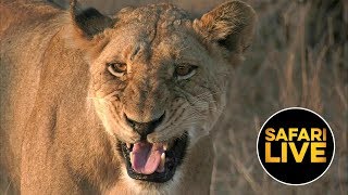 safariLIVE - Sunrise Safari - August 05, 2019