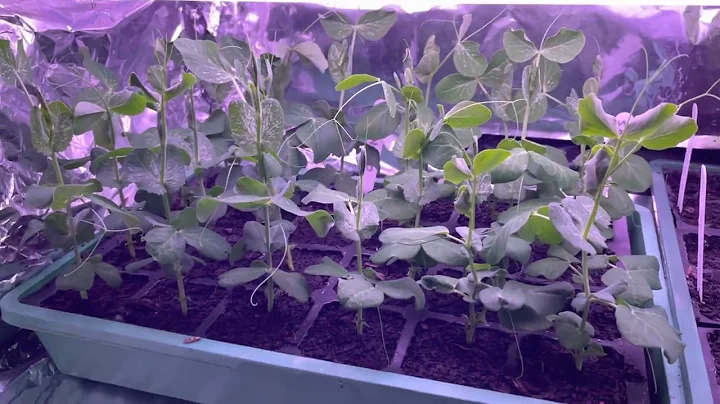 Daves veggie patch - seed germination 21 days afte...
