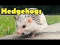 Hedgehogs - 10 Facts about the Hedgehog