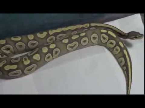 snake oil December 2013 Collection Update 4 of 4