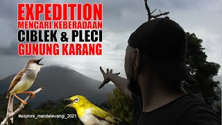 MENCARI KEBERADAAN PLECI & CIBLEK GUNUNG KARANG YANG LEGENDARIS LANGSUNG DI SARANGNYA DI HUTAN