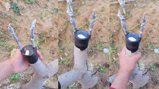 تطعيم شجرة التين بالقلم بسهولة : تركيب fig grafting
