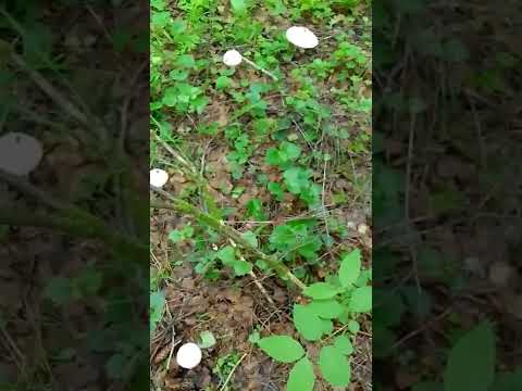 Лесные шампиньоны! Forest champignons!