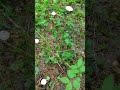 Лесные шампиньоны! Forest champignons!