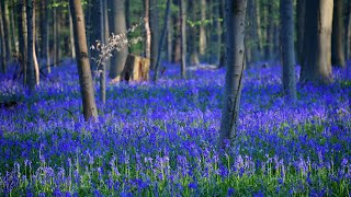 Миллионы колокольчиков украсили «Синий лес» в Бельгии