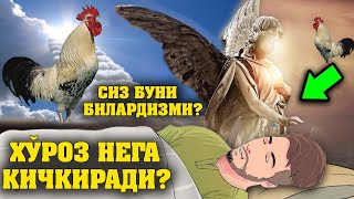 Хӯроз Нега Қичқиради? Ҳамма Кӯрсин